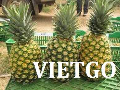 VIETGO-xuat-khau-dứa-Arash-Iran