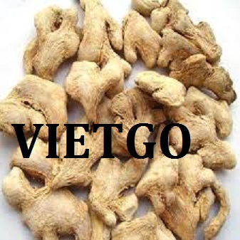 VIETGO-xuat-khau-gưng-An-Do-Sooraj VIETGO-xuat-khau-gưng-An-Do-Sooraj