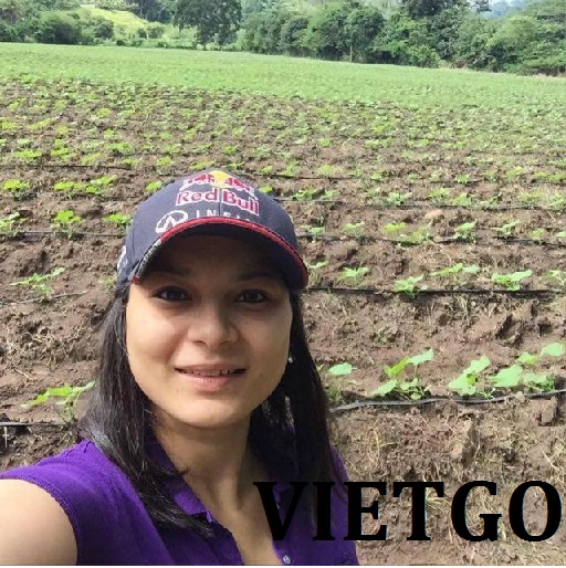 VIETGO-xuat-khau-gao-Ghana-Ms-Nidia VIETGO-xuat-khau-gao-Ghana-Ms-Nidia