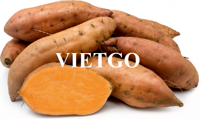 VIETGO-xuat-khau-khoai-lang-An-Do