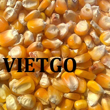 VIETGO-xuat-khau-ngo-gạo-Anh-Quoc-Lisa VIETGO-xuat-khau-ngo-gạo-Anh-Quoc-Lisa