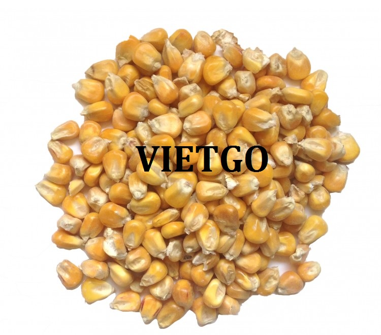 VIETGO-xuat-khau-ngô-Ấn-Độ-Ankit