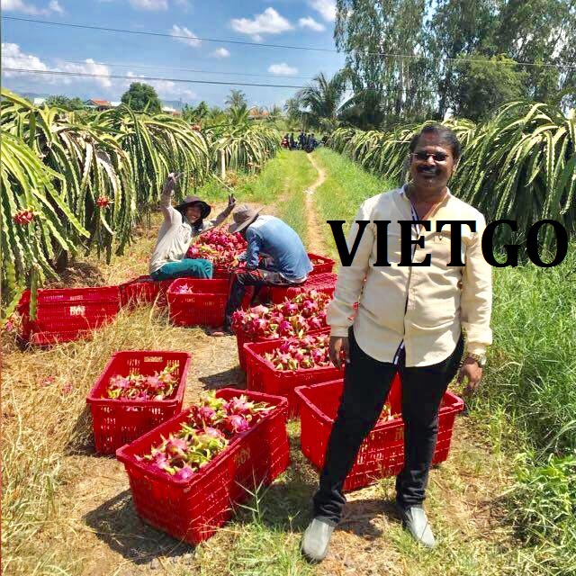 VIETGO-xuat-khau-thanh-long-Ấn-Độ