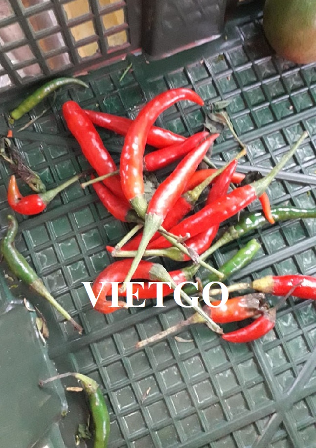 VIETGO-xuat-khau-ớt-Thái-Lan-Nittaya