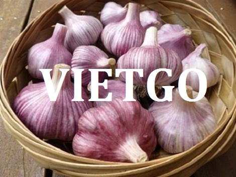 Tỏi tía Vietgo