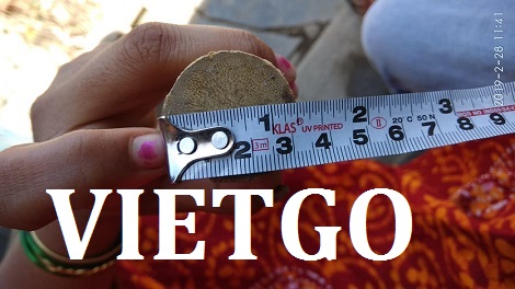 Gậy tre Vietgo