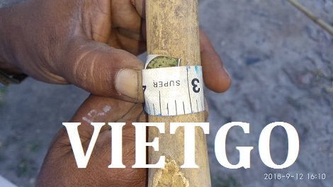 Gậy tre Vietgo