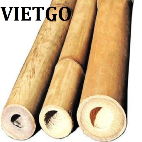 Gay-tre-VIETGO Gay-tre-VIETGO