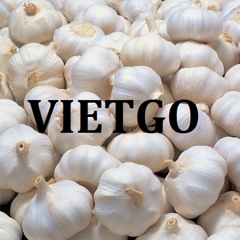 Tỏi tươi Vietgo