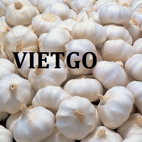 Tỏi tươi Vietgo