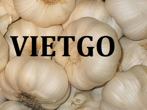 Tỏi tươi Vietgo