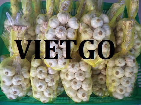 Tỏi tươi Vietgo