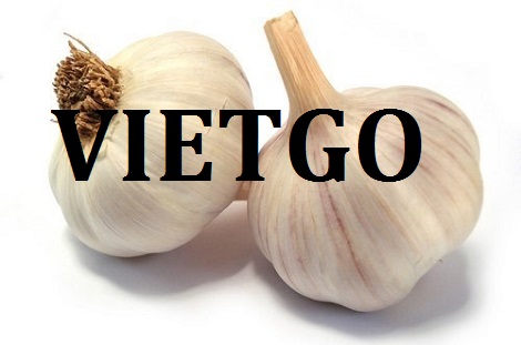 Tỏi tươi Vietgo