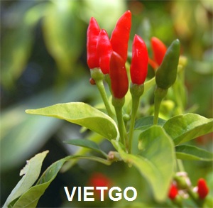 ớt việt nam