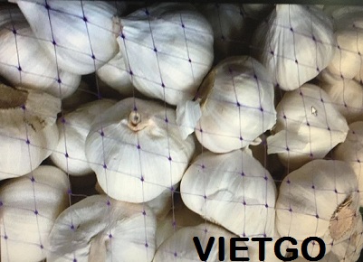 tỏi trắng