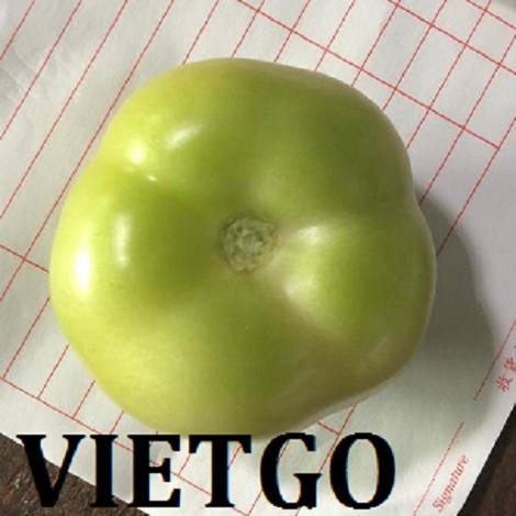 ca-chua-vietgo-alec ca-chua-vietgo-alec