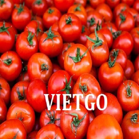 ca-chua-vietgo-shamin