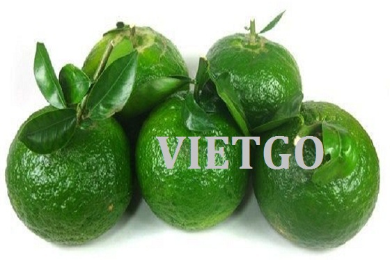 VIETGO-xuat-khau-trai-cay-Somalia-Mohamed