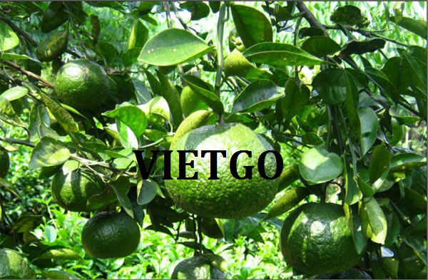 VIETGO-xuat-khau-hoa-qua-Oman VIETGO-xuat-khau-hoa-qua-Oman