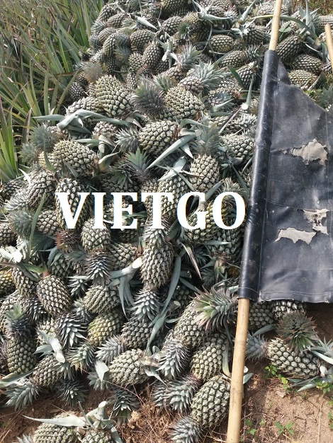 Nghệ Khô Vietgo