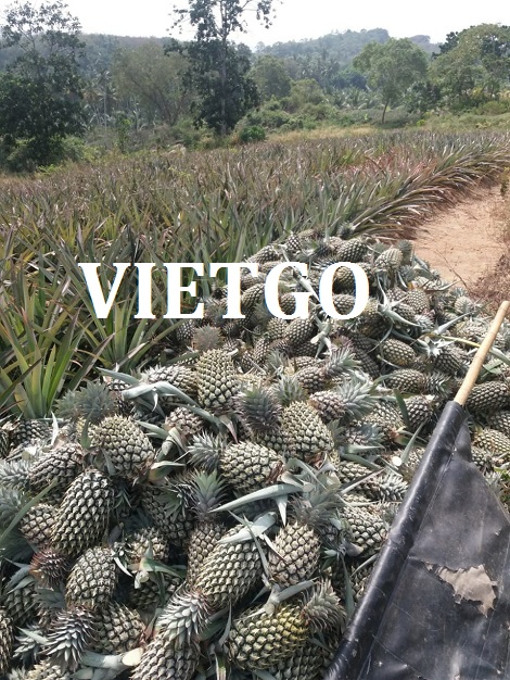 Nghệ Khô Vietgo