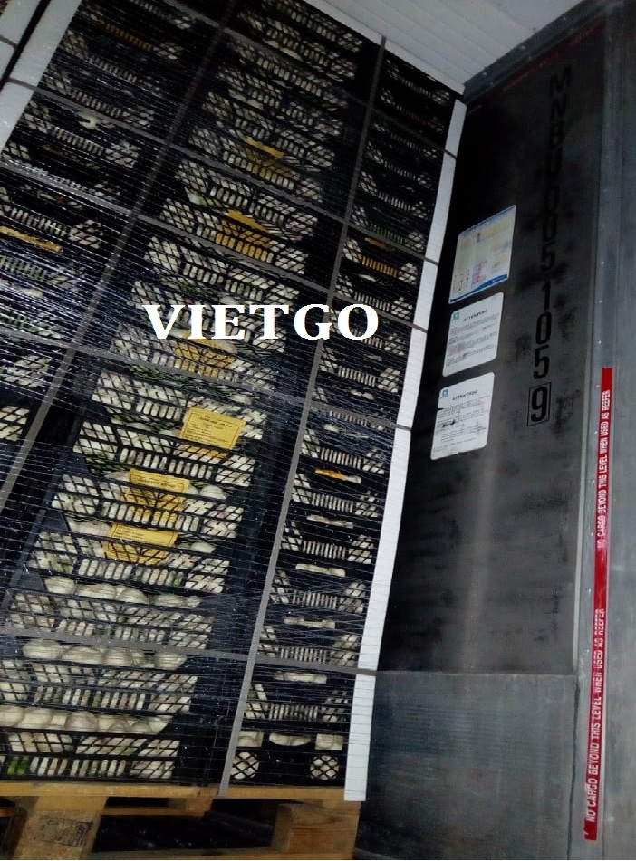 VIEGO-xuat-khau-dứa-khóm-Hy-Lạp VIEGO-xuat-khau-dứa-khóm-Hy-Lạp