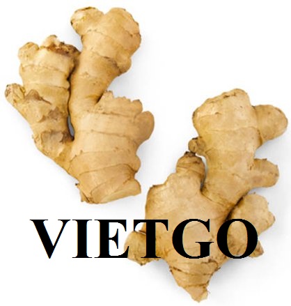 VIETGO-xuat-khau-gưng-toi-carrot-trai-cay-cac-loai-Maldives