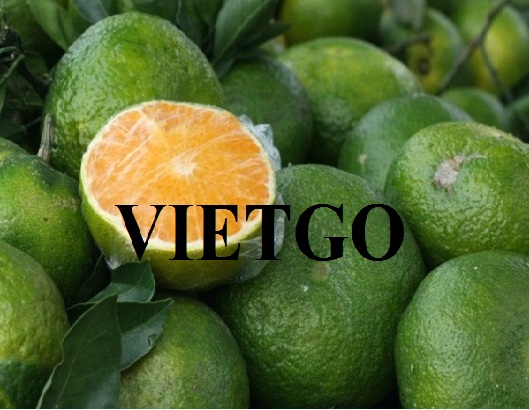VIETGO-xuat-khau-gưng-toi-carrot-trai-cay-cac-loai-Maldives