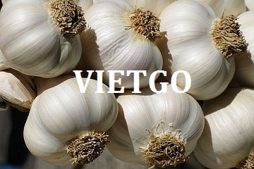 tỏi trắng