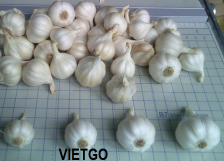 tỏi việt nam
