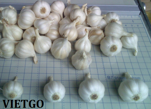 tỏi trắng việt nam