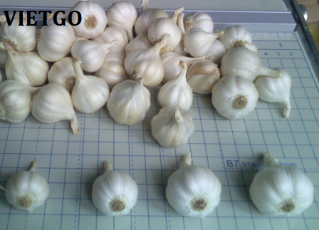 tỏi trắng việt nam