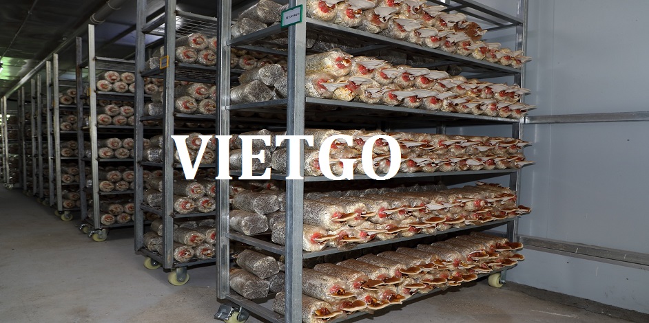 go-vun-hong-kong-vietgo