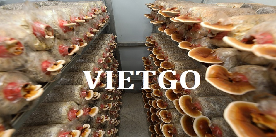 go-vun-hong-kong-vietgo