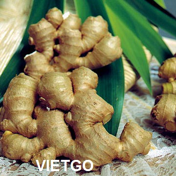 gừng tươi việt nam