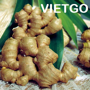 gừng việt nam