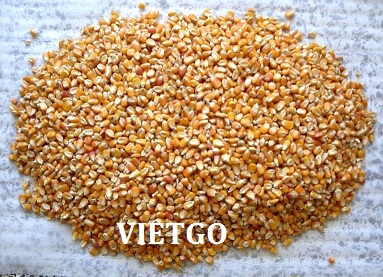 ngô hạt xuất xứ việt nam