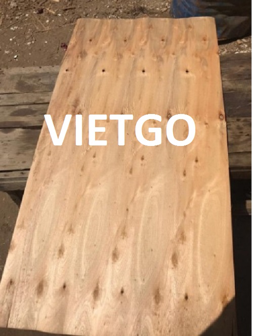 Ván bóc gỗ bạch dương Vietgo Ván bóc gỗ bạch dương Vietgo