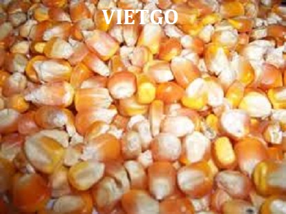 ngô hạt việt nam xuất khẩu