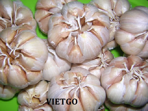 tỏi việt nam