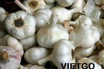 tỏi việt nam