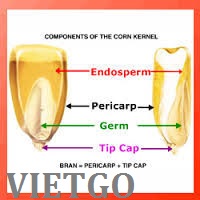 xuất khẩu mầm ngô