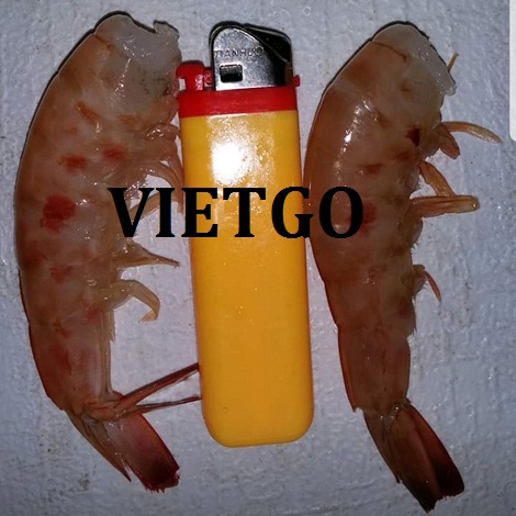 tom-vietgo19021