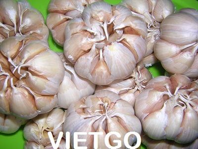 tỏi việt nam xuất khẩu