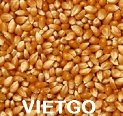 ngô hạt việt nam xuất khẩu