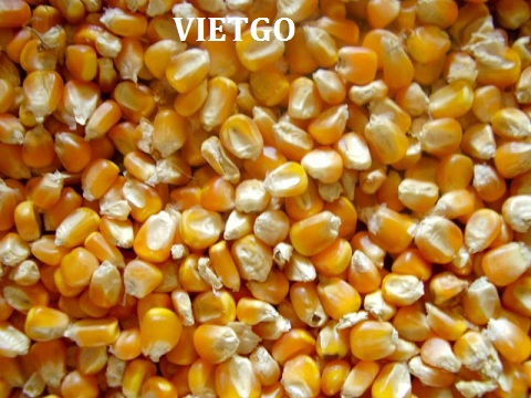 ngô việt nam