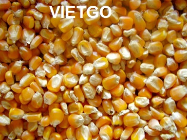 ngô hạt việt nam