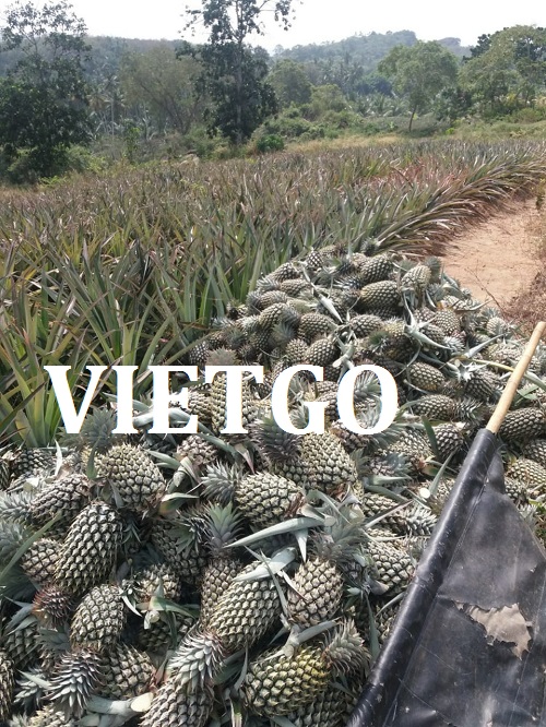 ống hút - VIETGO