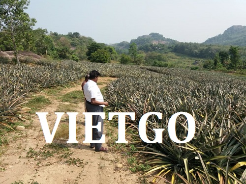 ống hút - VIETGO