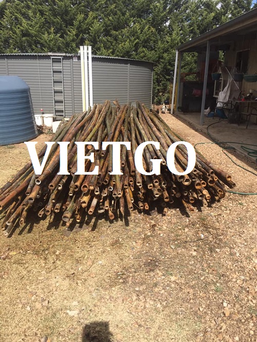 Gậy tre - VIETGO Gậy tre - VIETGO